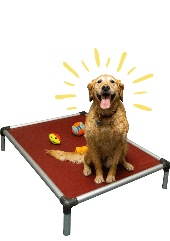 Why Camp Bow Wow Doggie Daycare & Boarding Services